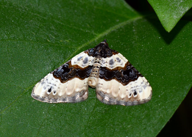 Geometridae Cosmorhoe ocellata ?